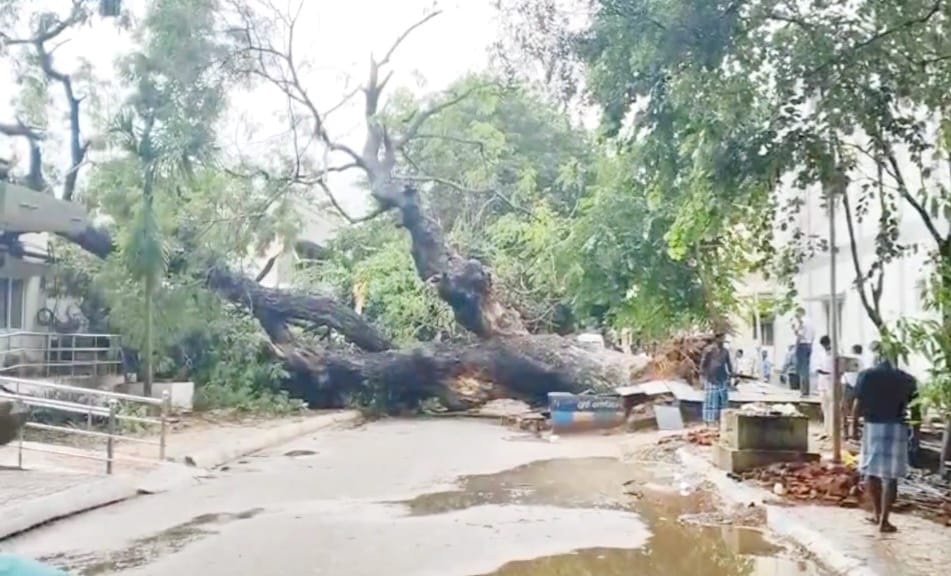 கனமழை எதிரொலி – வேரோடு சாய்ந்த மரம்