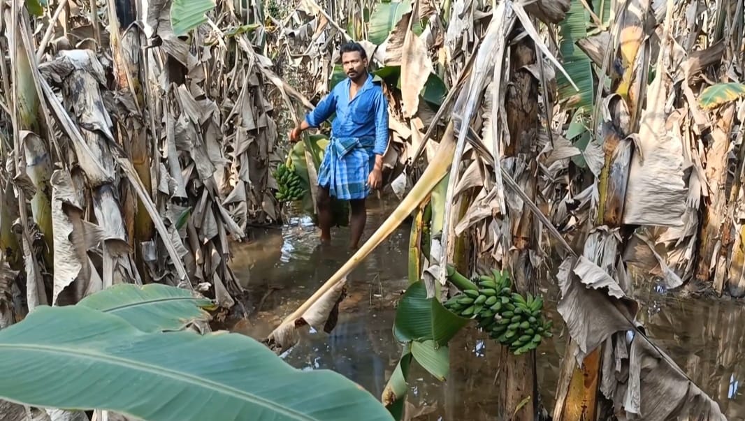 கும்பகோணம் அருகே பாபநாசம் பகுதிகளில் தொடர் கனமழையால் 500-ஏக்கரில் பயிரிடப்பட்டுள்ள வாழை மரங்கள் முழுவதும் அழுகிய நிலையில் சாய்ந்து சேதம் அடைந்ததுள்ளது விவசாயிகள் வேதனை ….